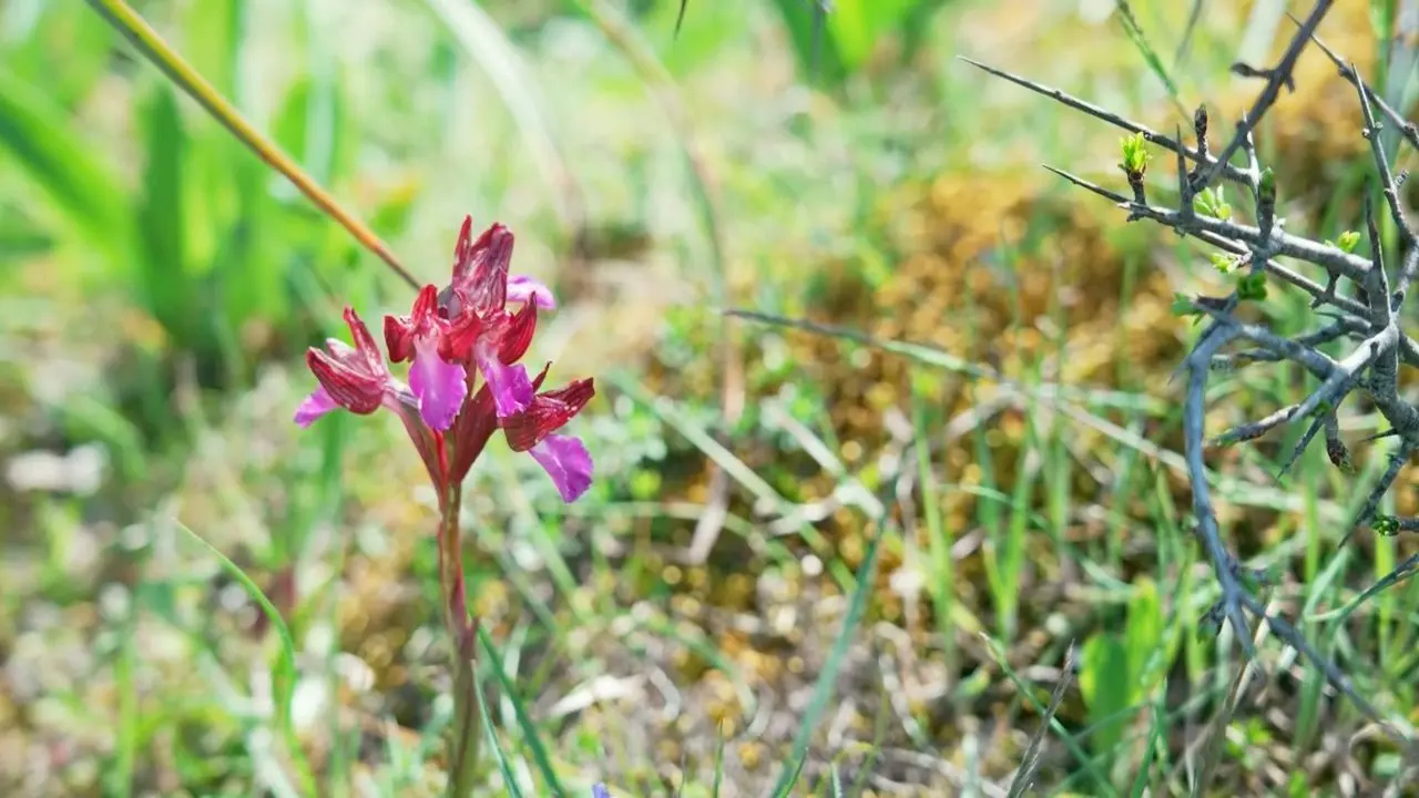 Orchidays, il paradiso botanico a due passi da casa