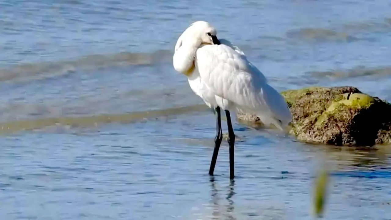 Biodiversità, una strategia per tutelarla