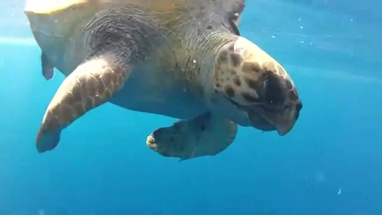 "Sono la Caretta Caretta, patrimonio di biodiversità"