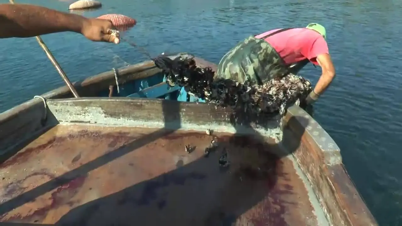 Cozze, la lunga moria nel Mar Piccolo di Taranto