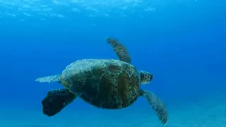 SOS, tartarughe da salvare