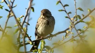 Biodiversità, una strategia per tutelarla