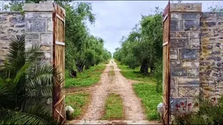 Ulivi e paesaggio pugliese nello spot di Piva