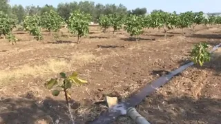 Eventi climatici estremi, agricoltura a rischio