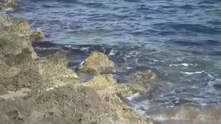 MARLESS, un progetto per salvare il mare