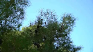Specie aliena sui pini: la scoperta è tutta barese