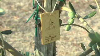 Olivami: un piano contro la Xylella